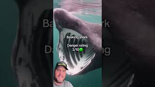 Download Lagu SHARKS IN YOUR OCEAN US EDITION 🎥FishFactsDaily #shorts MP3 Download Lagu SHARKS IN YOUR OCEAN US EDITION 🎥FishFactsDaily #shorts MP3