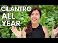 Growing cilantro  how to keep it growing year round