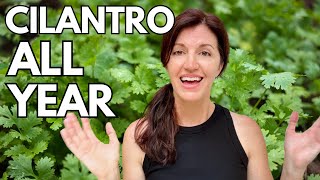 Growing Cilantro & How to Keep it Growing Year Round! by Now Gardening 89,399 views 10 months ago 5 minutes, 56 seconds