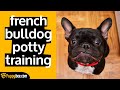 French Bulldog Puppy Potty Training Tips - Tips from 24 Dog Trainers