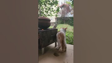 kho cá bếp củi #short