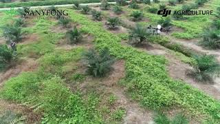 DJI Agras Agriculture Spraying Drone - Immature Oil Palm Spot Spraying