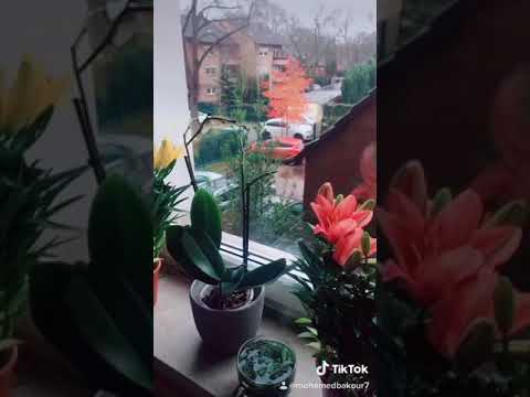 فيروز في باب غرقان بريحة الياسمين