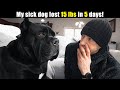 My Cane Corso Lost 15 lbs in 5 days