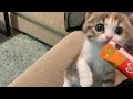 あの大人気のおやつに子猫が大興奮でこうなりました・・・