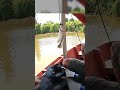 STRIKE PEMBUKA #mancing #kakapputih #barramundi #muara #umpan #udanghidup #fishing #shorts