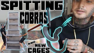 Baby Black Spitting Cobras get NEW VISION CAGES ! | Tyler Nolan