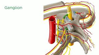 Ganglion Cell: Structure and Function