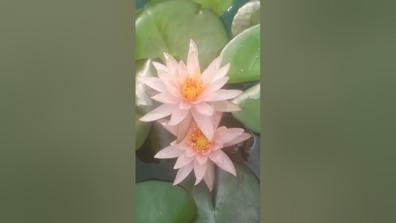 Beauty of water lillies #love #song