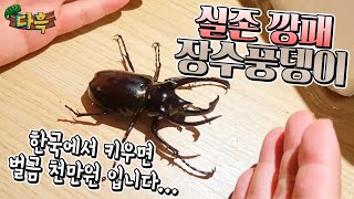 키우면 벌금천만원. 실존 깡패벌레!!하지만 가장 멋지다는 거대풍뎅이를 실제로 만났습니다.