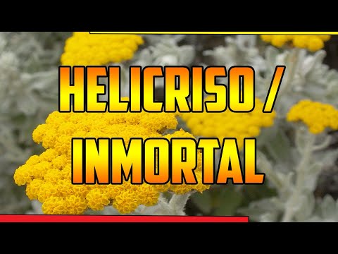 hqdefault