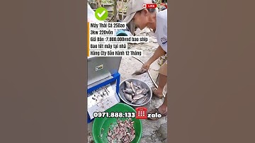 Máy Thái Cá,máy cắt cá Mồi Innox 2025 #maythaica #maycatca #maycatcamoi
