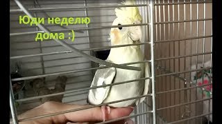 Попугай 7 дней дома. Адаптация. 7 день. Попугай 7 дней дома. Адаптация. 7 день.