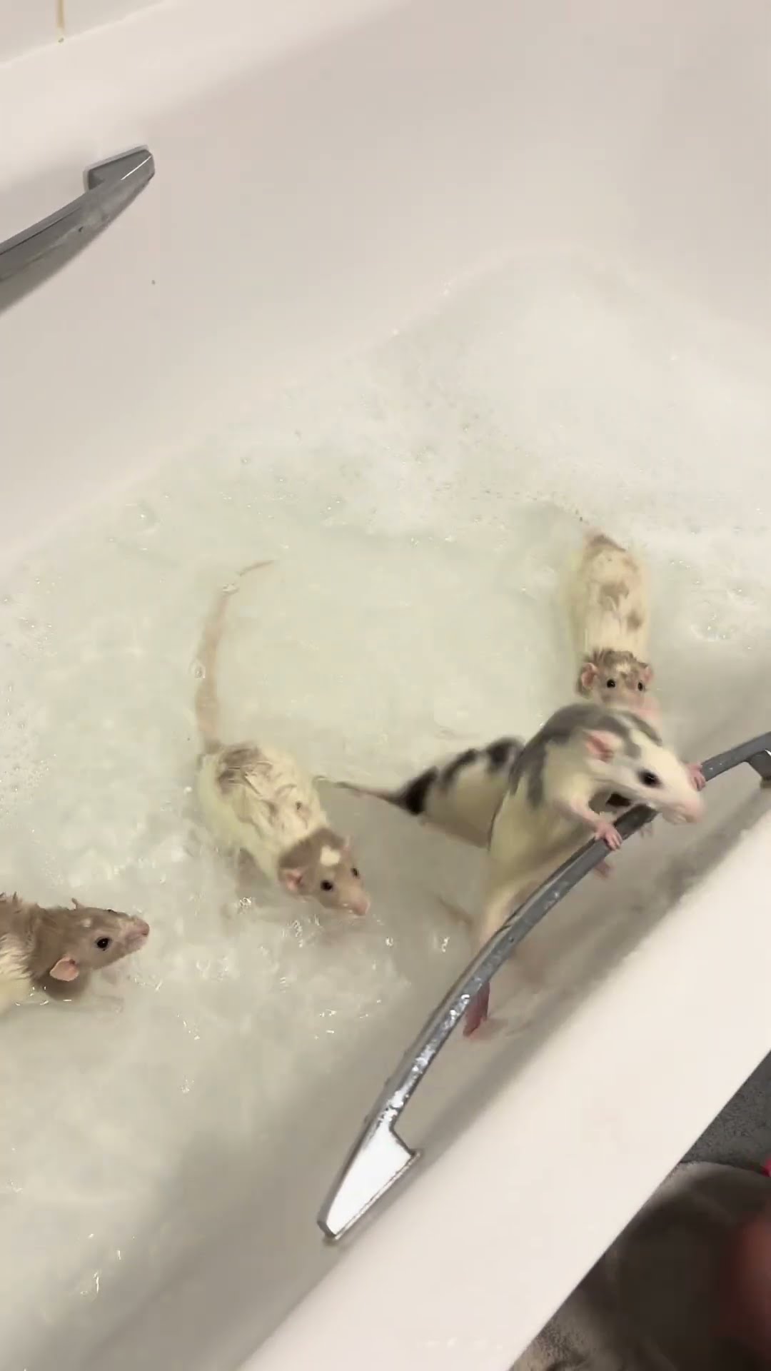 Popcorn Rats Pop Out Of Bathwater || ViralHog