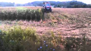 Corn silage 2012