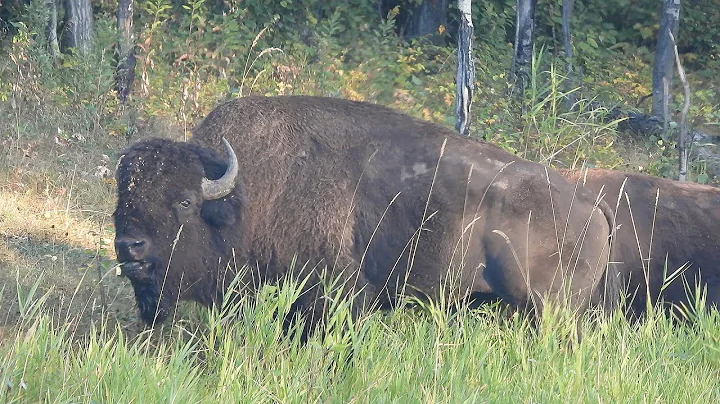 Five Bison Encounters At Elk Island National Park, Alberta, Canada