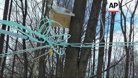 Maple syrup production has come a long way from metal buckets hung on trees. High vacuum tubing help