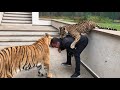 Jaguar And Tiger Playing With Owner!!