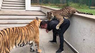 Jaguar And Tiger Playing With Owner!!