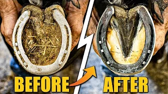 FARRIER HOOF RESTORATION