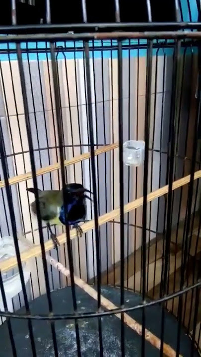 sogon isian belalang emas rapet ! ( burung madu sriganti )