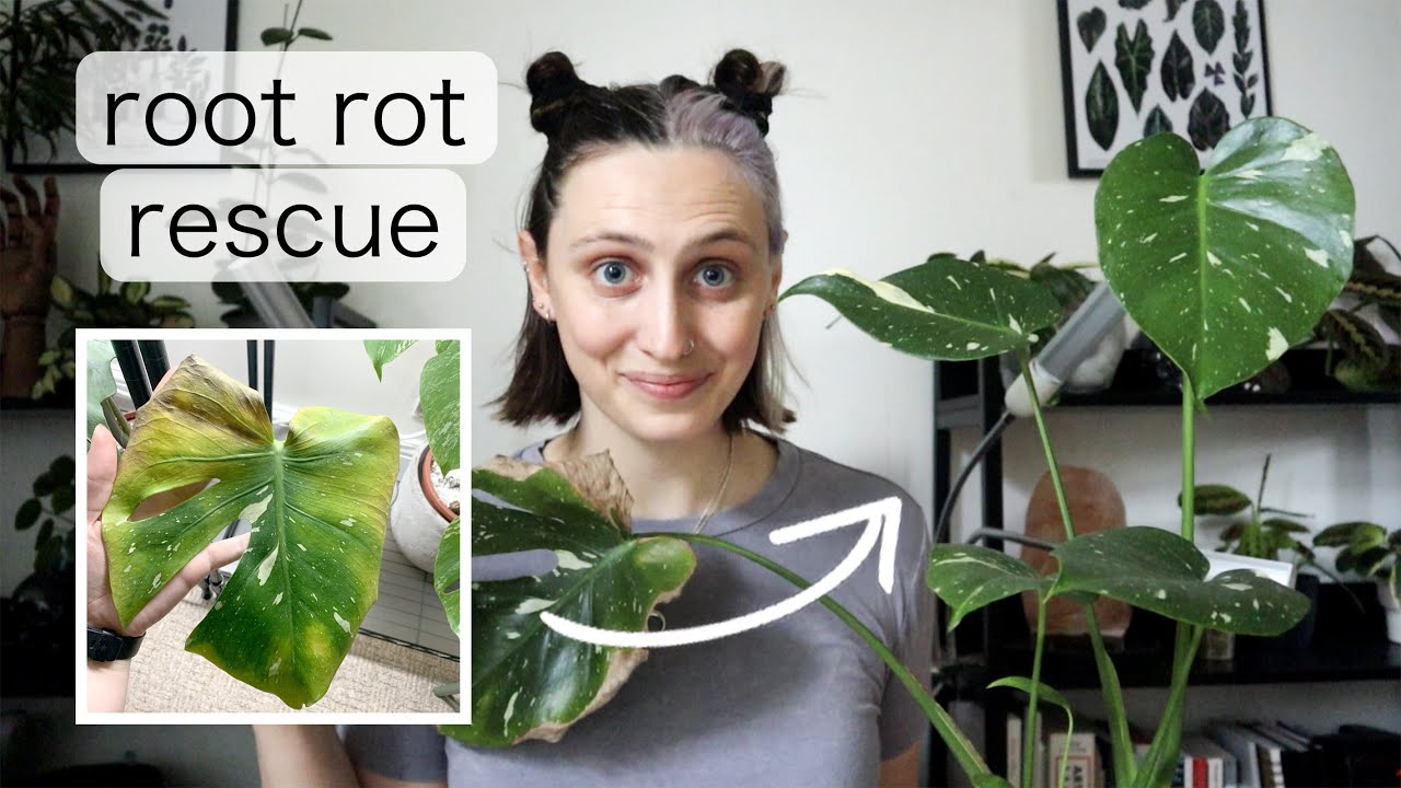ROOT ROT RESCUE | saving my mostera thai constellation from root rot