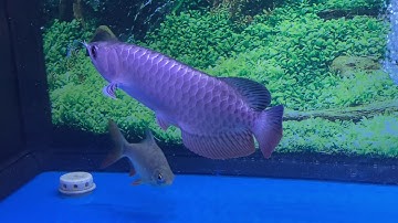 Kim Long quá bối full helmet màu tím cực đẹp