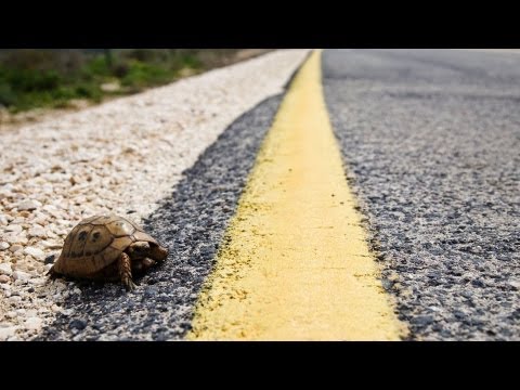 Wideo: Jak zachować dzikiego żółwia jako zwierzę domowe