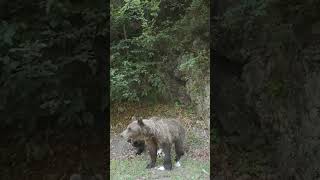 Roadside mother bear with cub #bear #animals