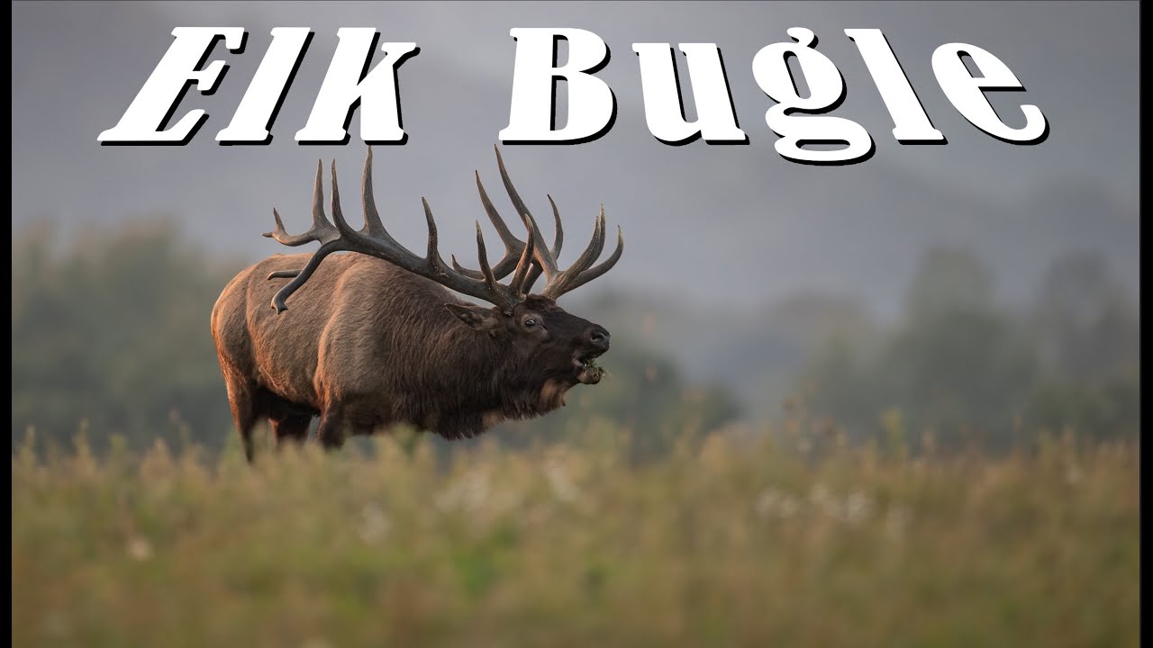 Huge Bull Elk Bugle Wildlife Shorts YouTube