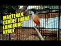 CENDET TERBAIK GACOR FULL ISIAN PANJANG JERNIH AMPUH | MP3 SUARA BURUNG | DOWNLOAD | MASTERAN 1 JAM