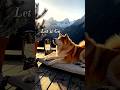 Relaxing Akita Resting on a Mountain Terrace 🌄 (Instant Calm) #shorts