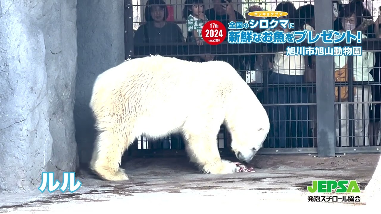 第17回シロクマキャンペーン〜お魚をプレゼントしたシロクマの様子