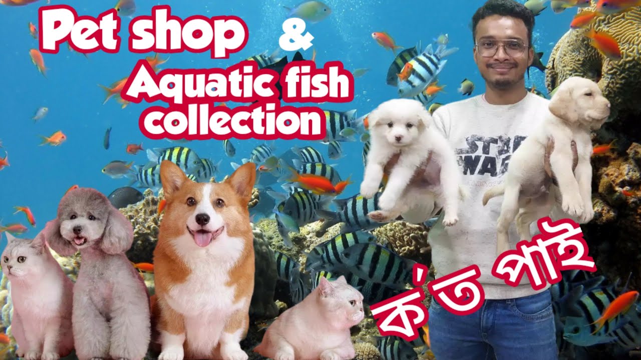 Assam Pet Shop Cheap Shop gbupresnenskij.ru