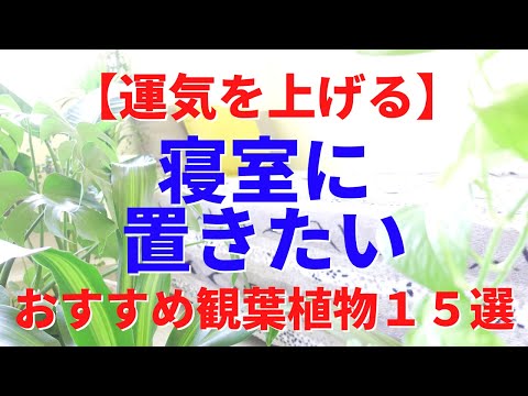 【運気を上げる】寝室に置きたい観葉植物 おすすめ１５選｜観葉植物インテリア風水｜寝室にNGな植物も