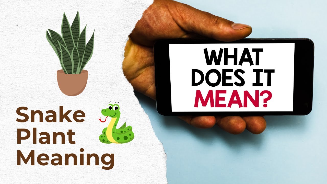 Unveiling the Secret Meanings of Snake Plants