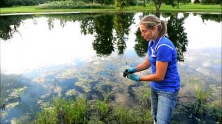 Pond Care Tips
