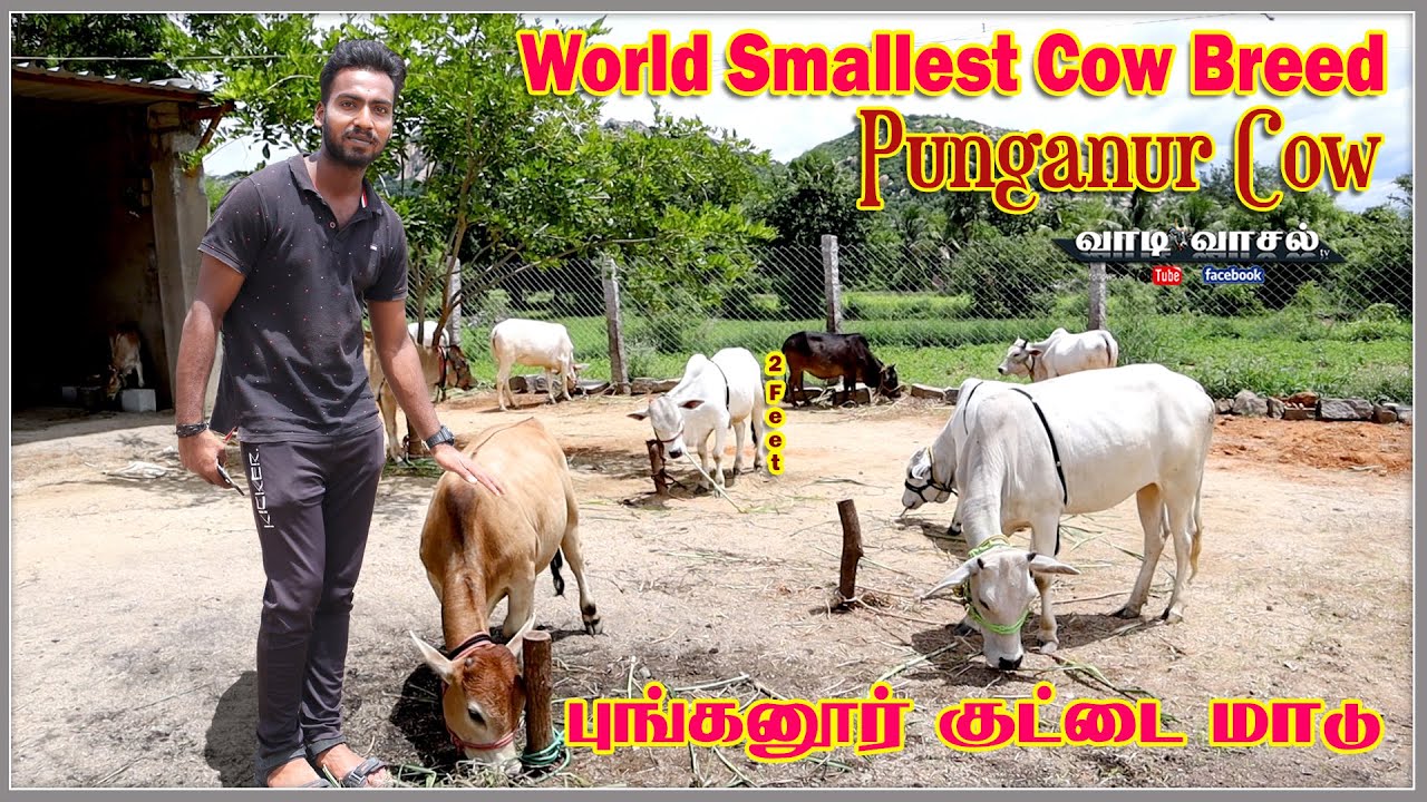 PUNGANUR COW Punganur Calf Punganur Breed world shortest cow