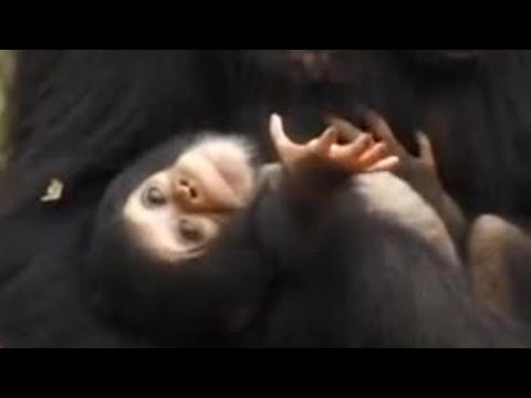 Video: Pet Scoop: Cute Baby Apes Get viņu vārdi, olimpieši strādā, lai notīrītu patversmes