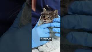 Four kittens growing up in an active construction site