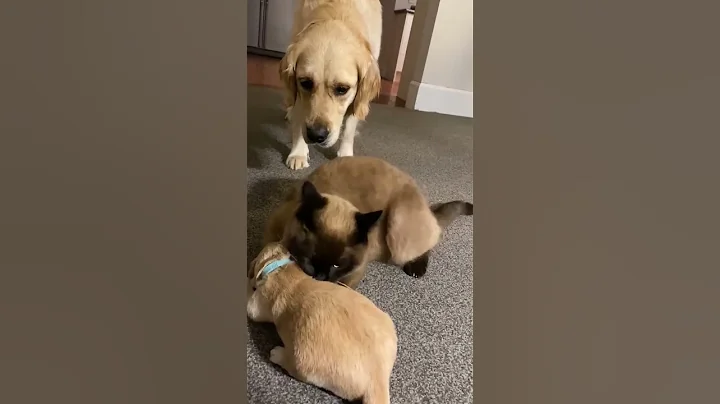 Cat comforts crying puppy while mom takes a break - DayDayNews