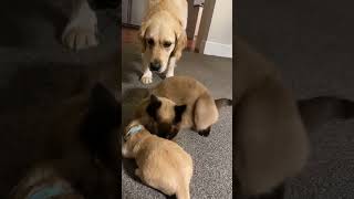 Cat comforts crying puppy while mom takes a break