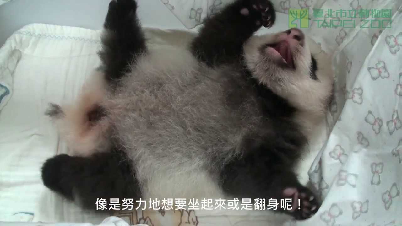 圓仔努力翻身 Baby Giant Panda Turn The Body Over