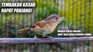 MASTERAN KASAR RAPAT PANJANG!! FLAMBOYAN GACOR FULL NEMBAK NYERECET NGEBREN NGEROL BESETAN PANJANG