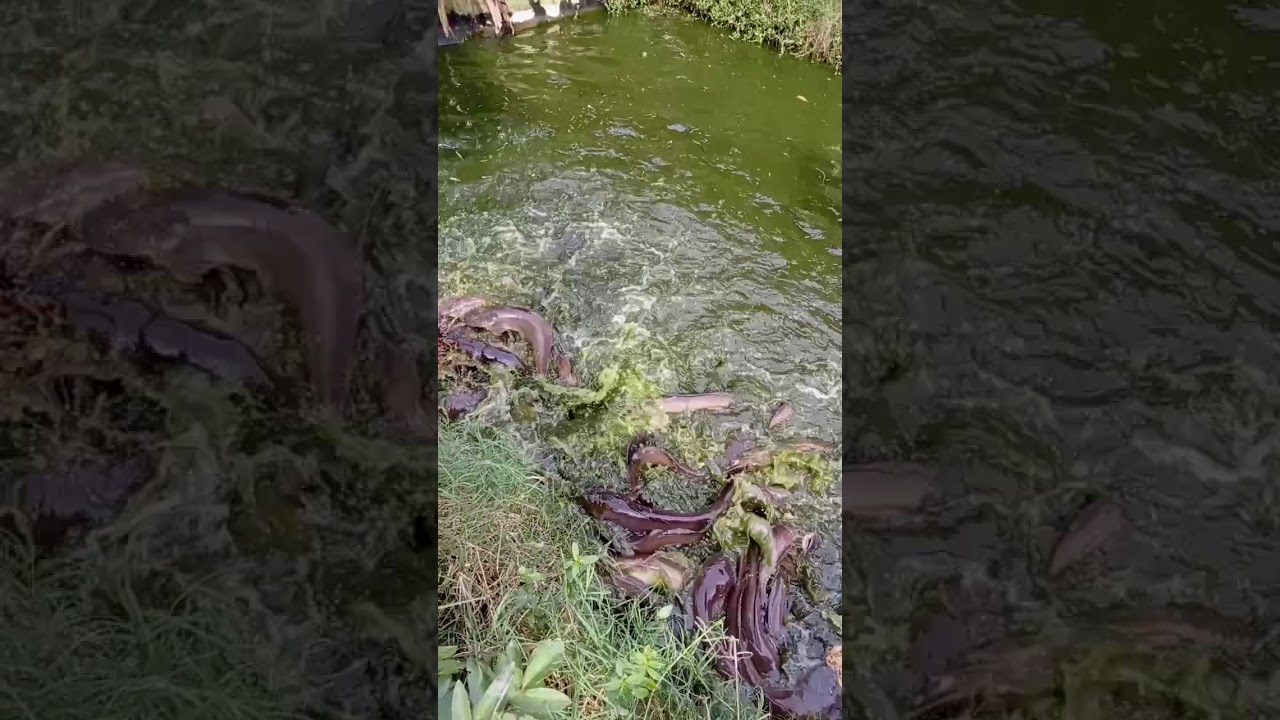 Makanan lele 