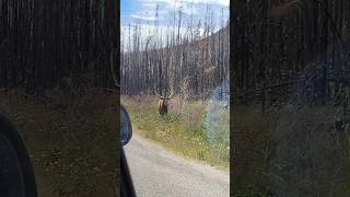 The Moose Decided To Chill In The Mid Of The Road Yall