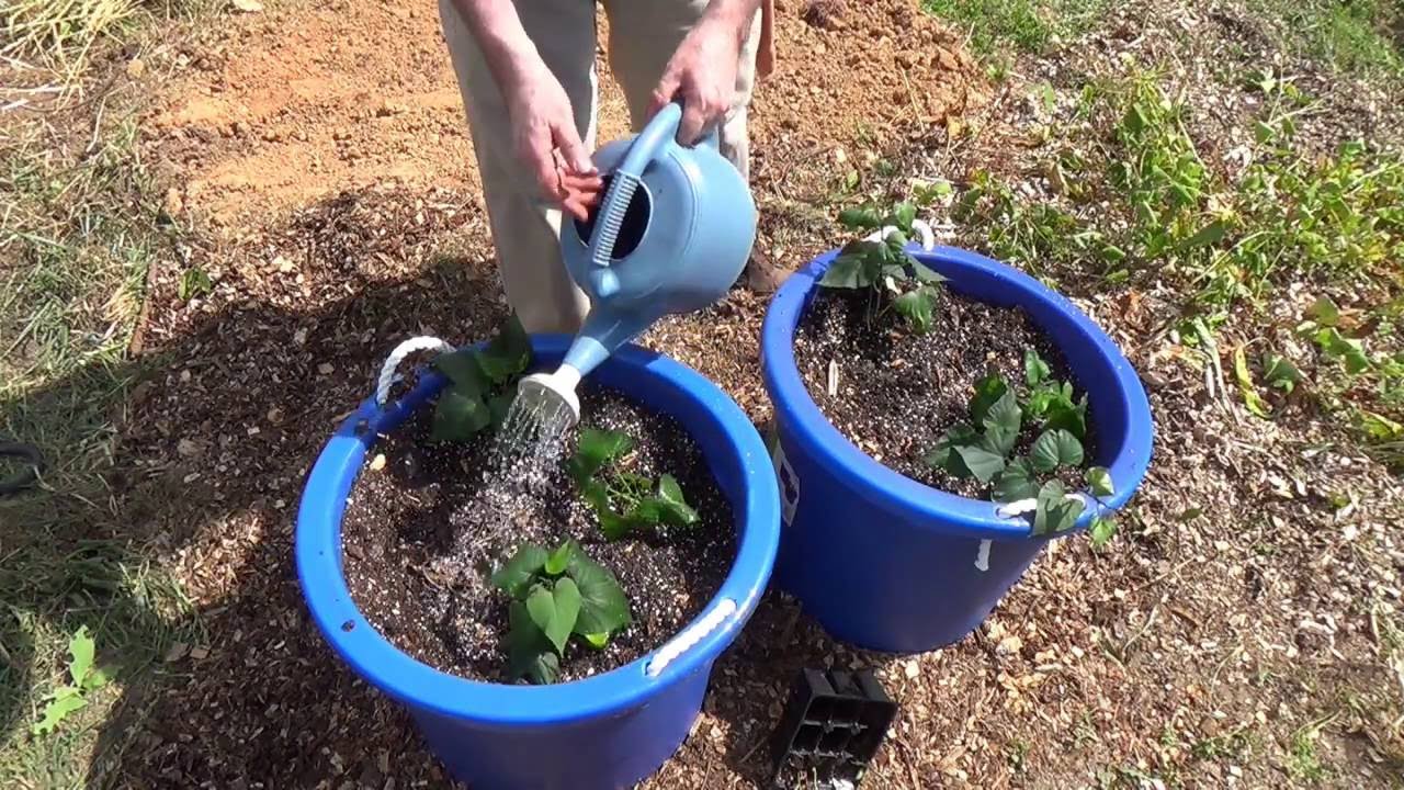 Sweet Potato Planting in Containers YouTube