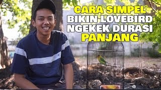 CARA SIMPEL BIKIN LOVEBIRD NGEKEK DURASI PANJANG