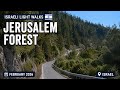Israeli Light Walks - Jerusalem Forest February 2026