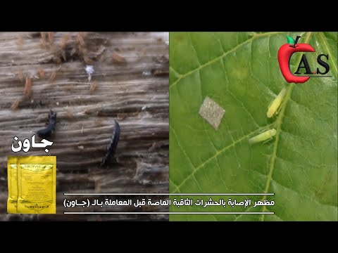 فيديو: آفات البرقوق. الحشرات الماصة